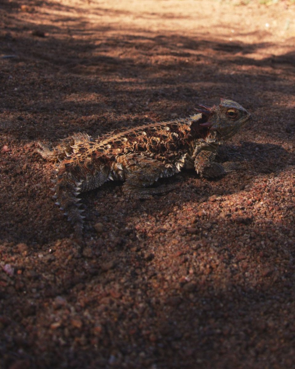  Little lizard photo shoot.&nbsp; 