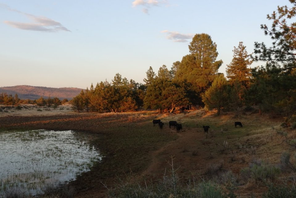  Cows blocking our path. This trail has all sorts of challenges. 