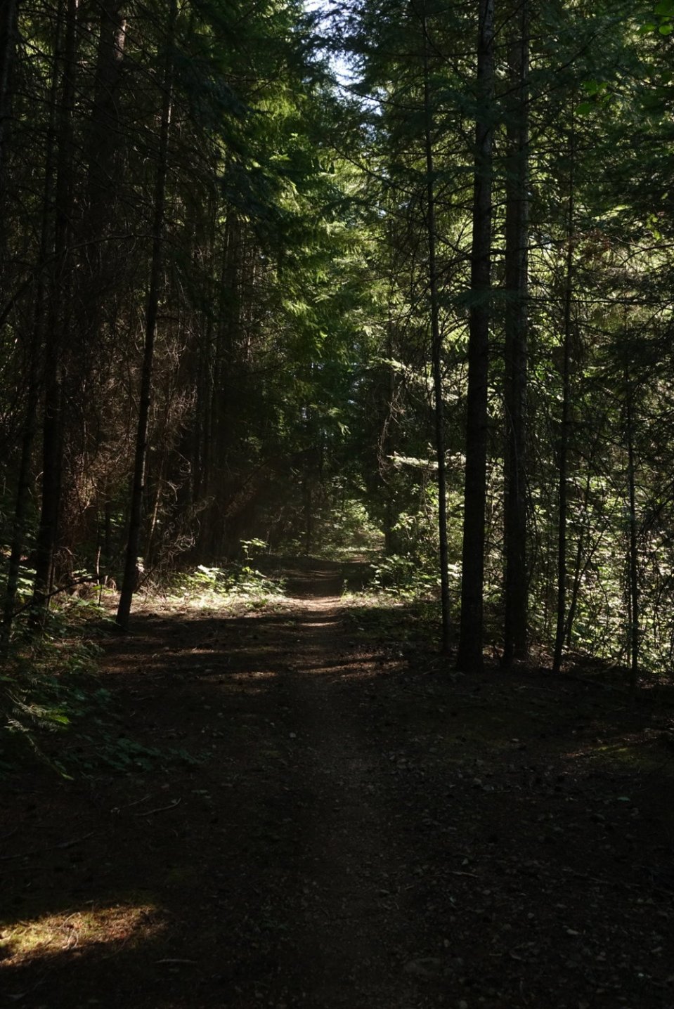  17:00pm. Literally nothing interesting happened in the 3 hours in between. Just more water, sunscreen application and walking. The trees might not be a great view, but they sure make for some pretty light. 