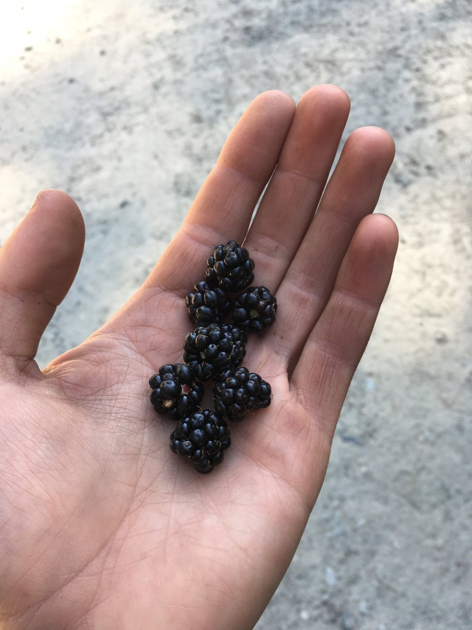  Wild blackberries.&nbsp; 