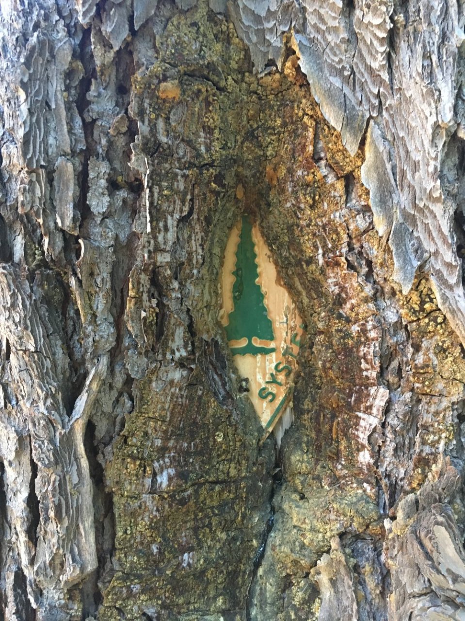 The old PCT marker being eaten.&nbsp; 