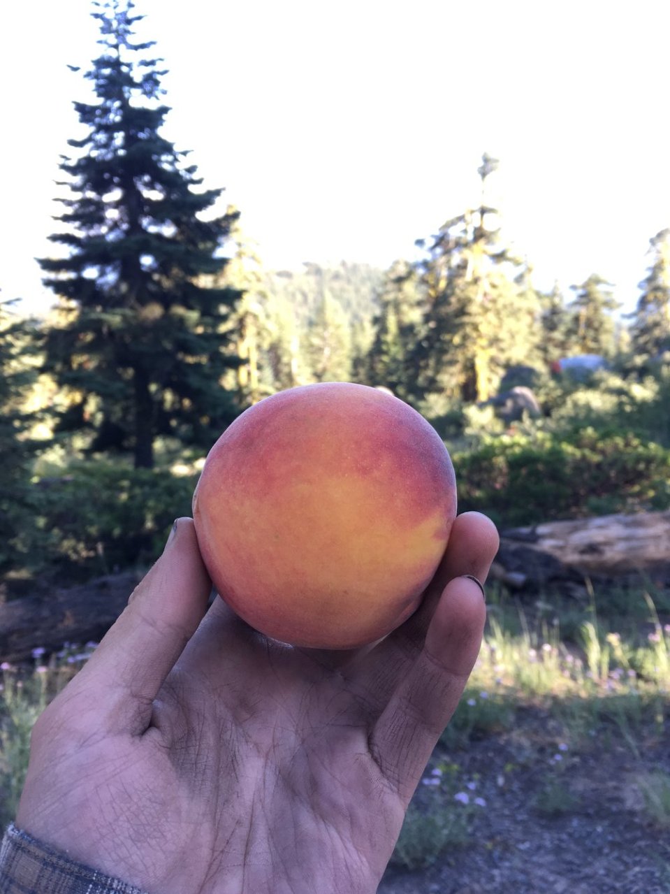  Clean peach in dirty hand. It's a work of art. That's it's name. 