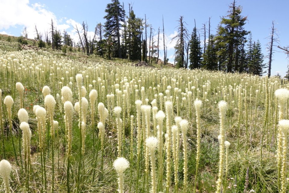  Weird sperm-looking plants.&nbsp; 