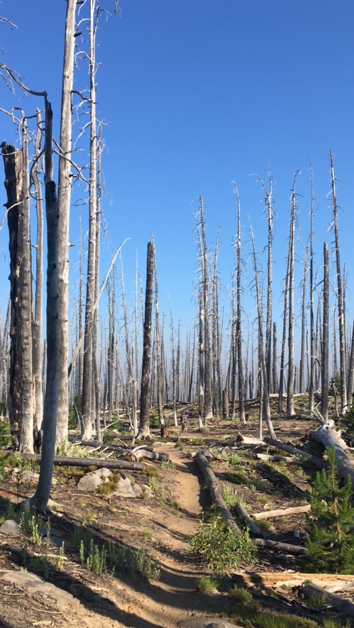  The workings of a forest fire.&nbsp; 