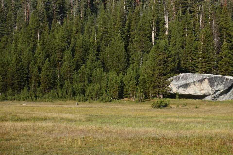  It's only a tiny spot to the left, close to the edge of the forest.&nbsp; 